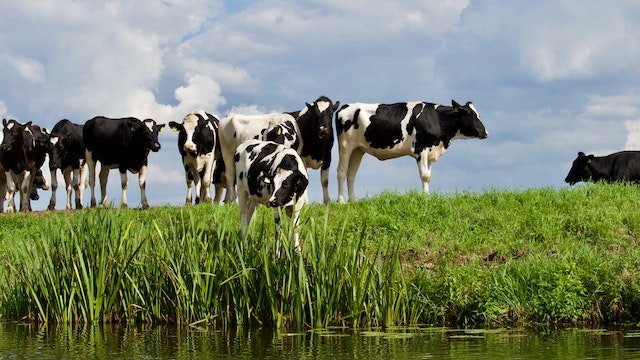 Het klimaatakkoord van Parijs van de wereldelite bedreigt nu al kleine boerderijen, laat de armen verhongeren en veroorzaakt wereldwijde&nbsp;protesten