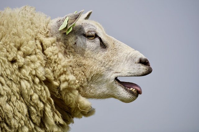 Hoe maak je de schapen&nbsp;wakker?