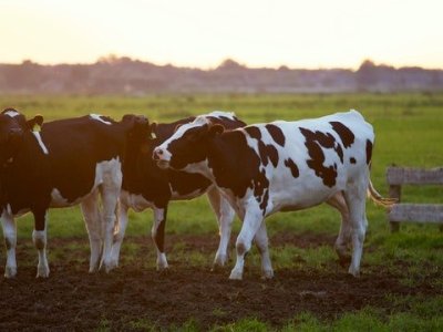 Stikstof, goed voor plant, mens en&nbsp;dier