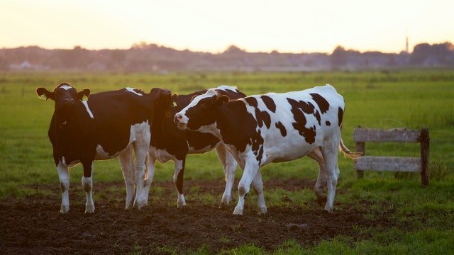 Stikstof, goed voor plant, mens en&nbsp;dier